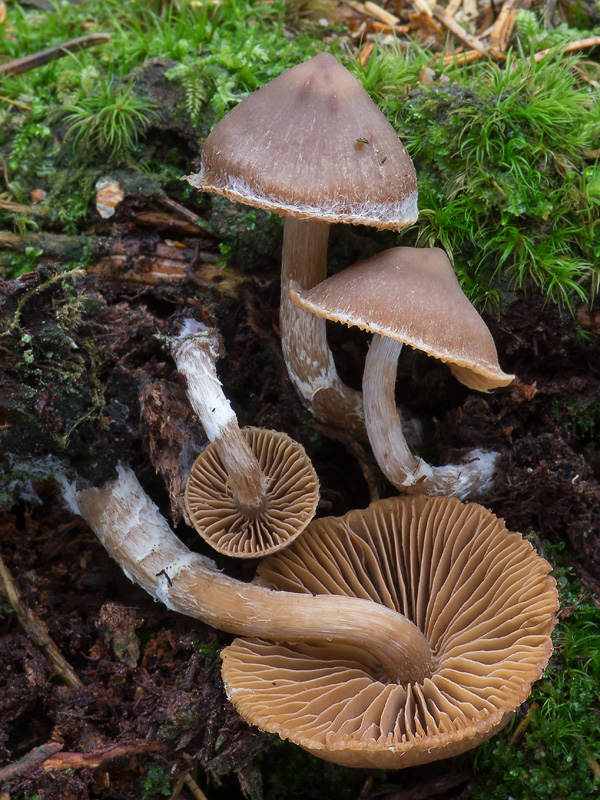 Cortinarius flabellus